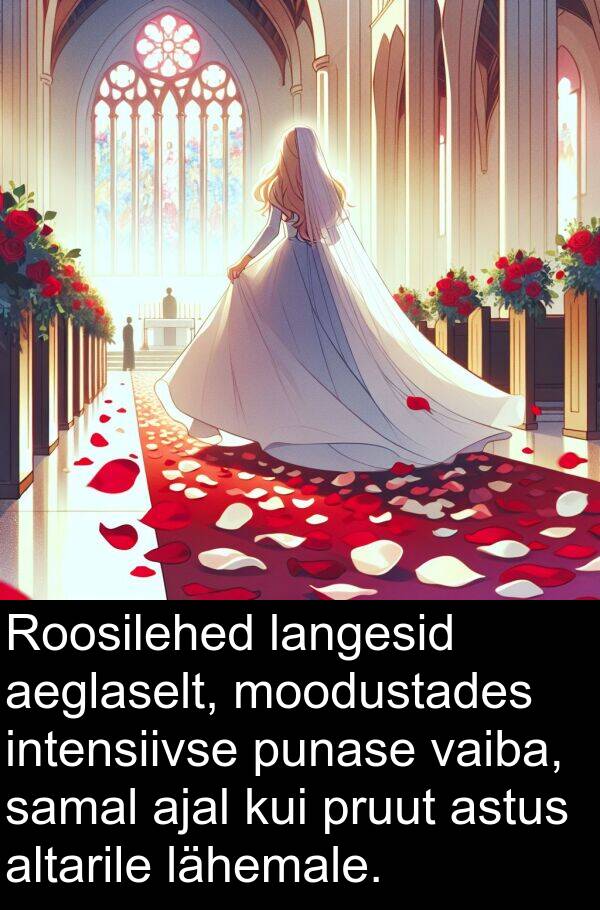 punase: Roosilehed langesid aeglaselt, moodustades intensiivse punase vaiba, samal ajal kui pruut astus altarile lähemale.