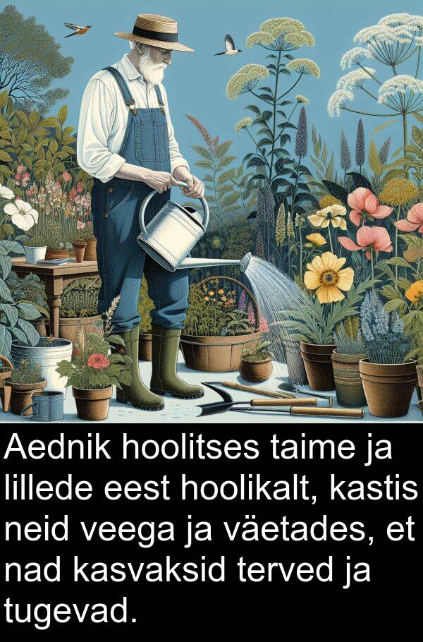 veega: Aednik hoolitses taime ja lillede eest hoolikalt, kastis neid veega ja väetades, et nad kasvaksid terved ja tugevad.