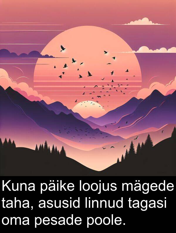linnud: Kuna päike loojus mägede taha, asusid linnud tagasi oma pesade poole.