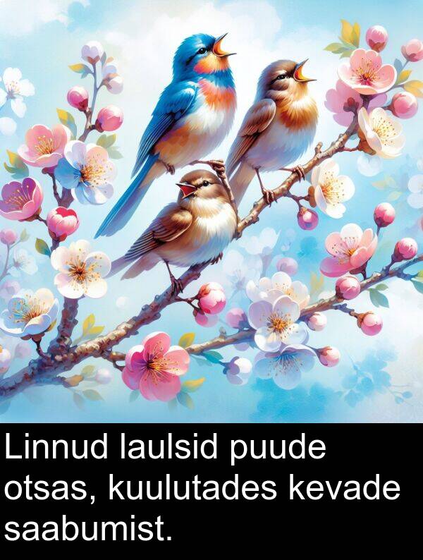 puude: Linnud laulsid puude otsas, kuulutades kevade saabumist.