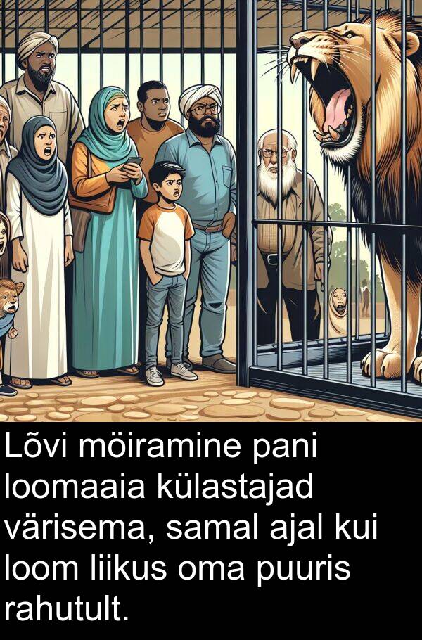 möiramine: Lõvi möiramine pani loomaaia külastajad värisema, samal ajal kui loom liikus oma puuris rahutult.