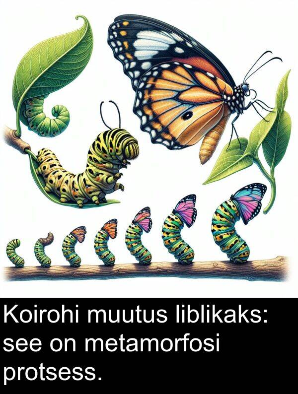 muutus: Koirohi muutus liblikaks: see on metamorfosi protsess.