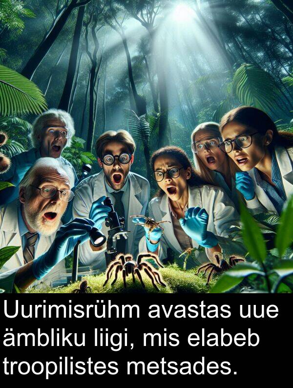 uue: Uurimisrühm avastas uue ämbliku liigi, mis elabeb troopilistes metsades.