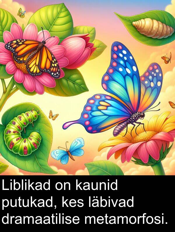 läbivad: Liblikad on kaunid putukad, kes läbivad dramaatilise metamorfosi.