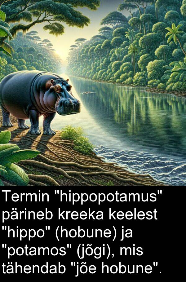 tähendab: Termin "hippopotamus" pärineb kreeka keelest "hippo" (hobune) ja "potamos" (jõgi), mis tähendab "jõe hobune".