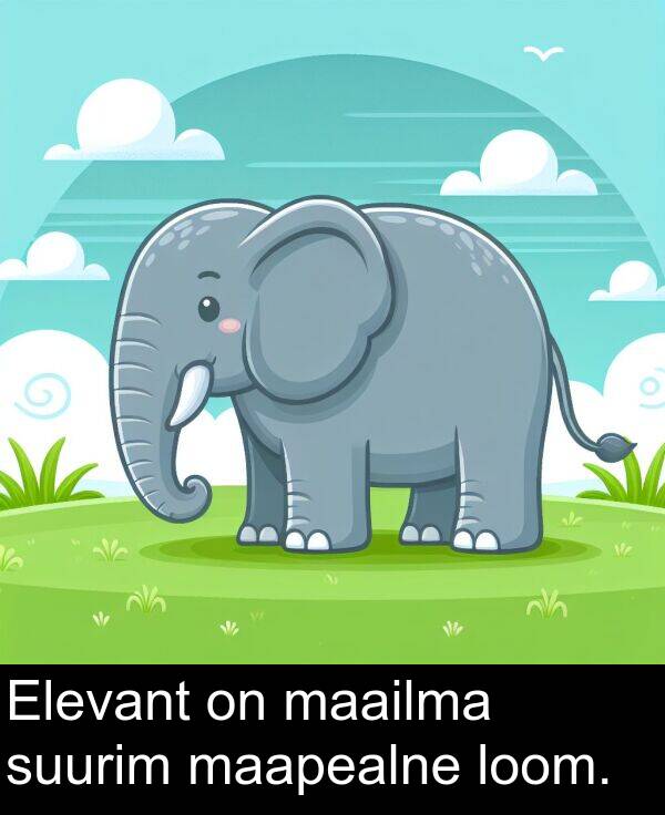suurim: Elevant on maailma suurim maapealne loom.