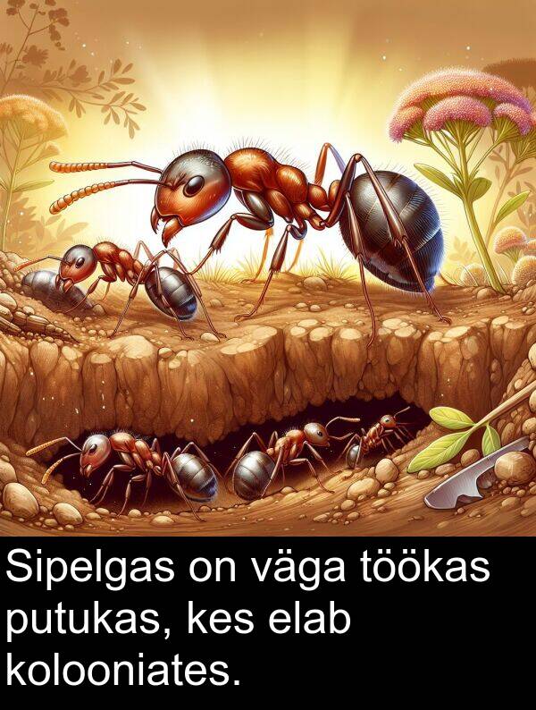 putukas: Sipelgas on väga töökas putukas, kes elab kolooniates.