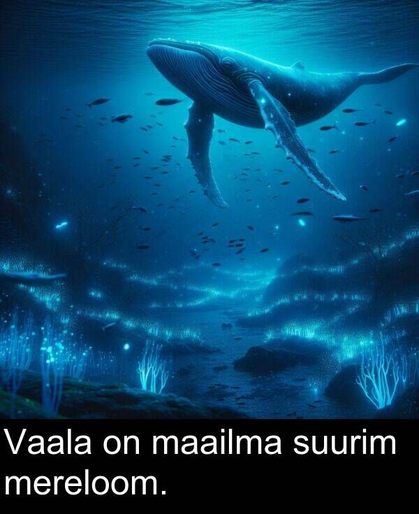 suurim: Vaala on maailma suurim mereloom.