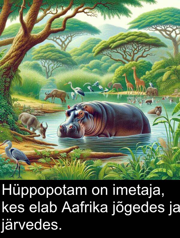 järvedes: Hüppopotam on imetaja, kes elab Aafrika jõgedes ja järvedes.