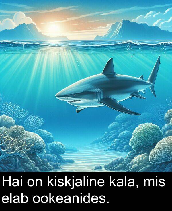 mis: Hai on kiskjaline kala, mis elab ookeanides.
