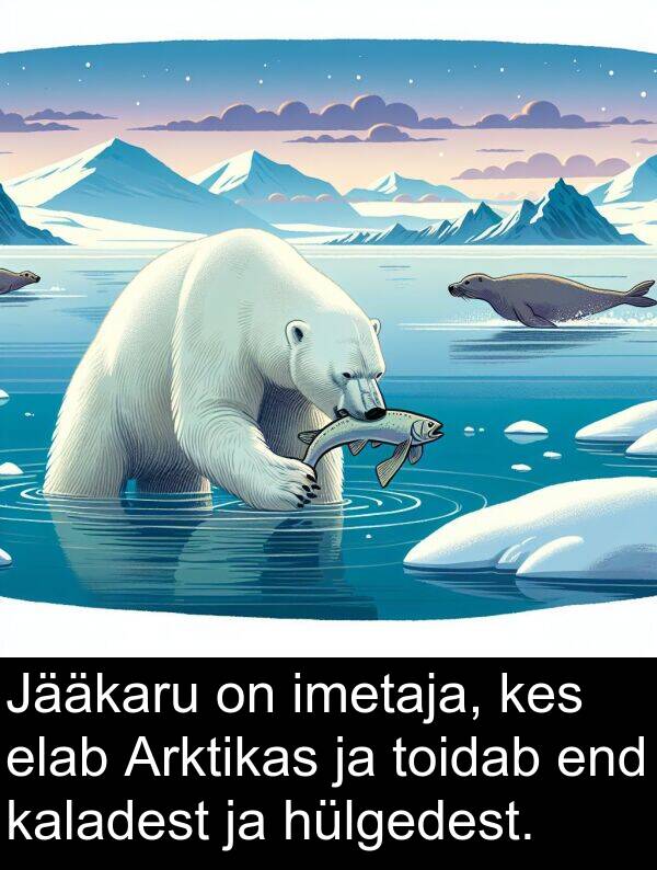 toidab: Jääkaru on imetaja, kes elab Arktikas ja toidab end kaladest ja hülgedest.