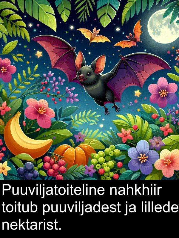toitub: Puuviljatoiteline nahkhiir toitub puuviljadest ja lillede nektarist.