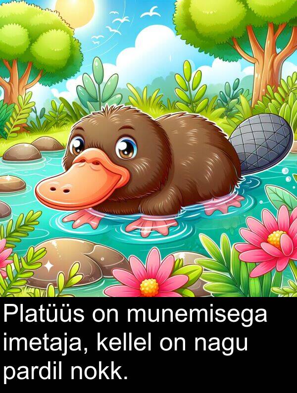 munemisega: Platüüs on munemisega imetaja, kellel on nagu pardil nokk.