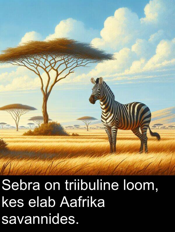 loom: Sebra on triibuline loom, kes elab Aafrika savannides.