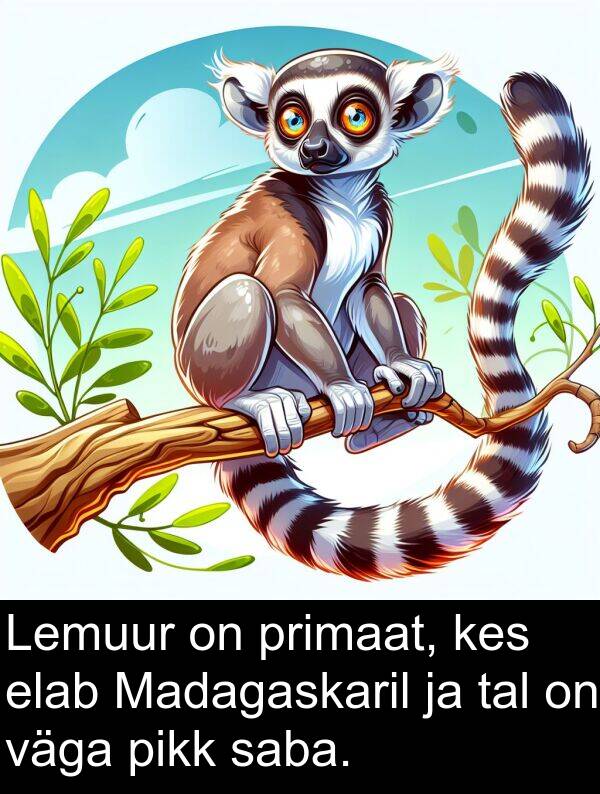 pikk: Lemuur on primaat, kes elab Madagaskaril ja tal on väga pikk saba.