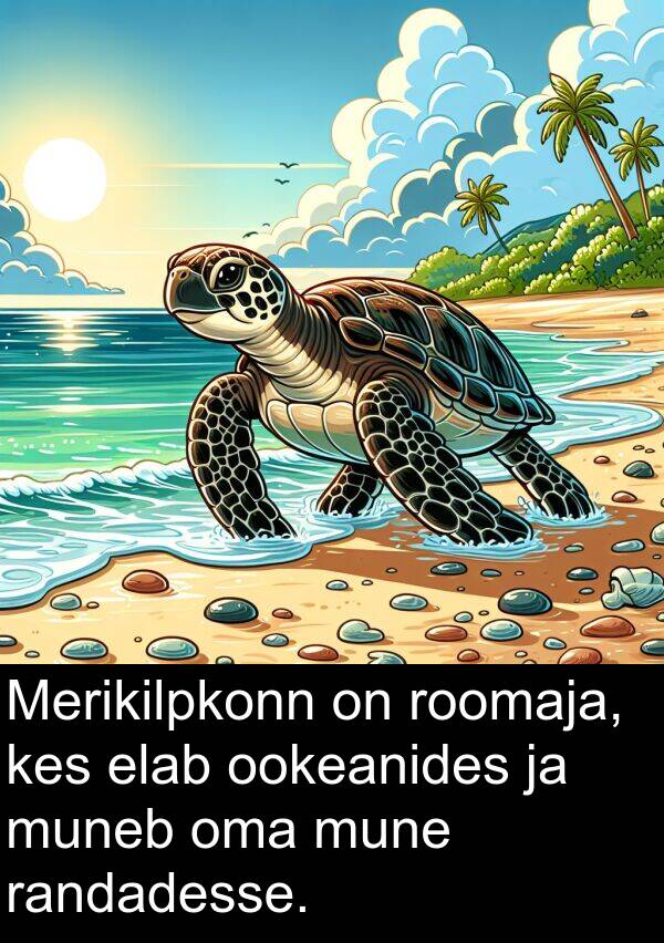 muneb: Merikilpkonn on roomaja, kes elab ookeanides ja muneb oma mune randadesse.