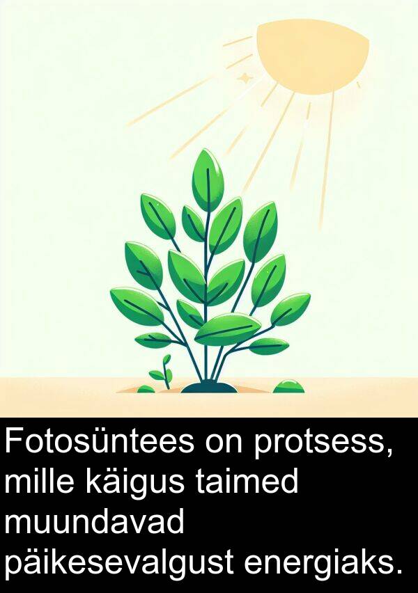käigus: Fotosüntees on protsess, mille käigus taimed muundavad päikesevalgust energiaks.
