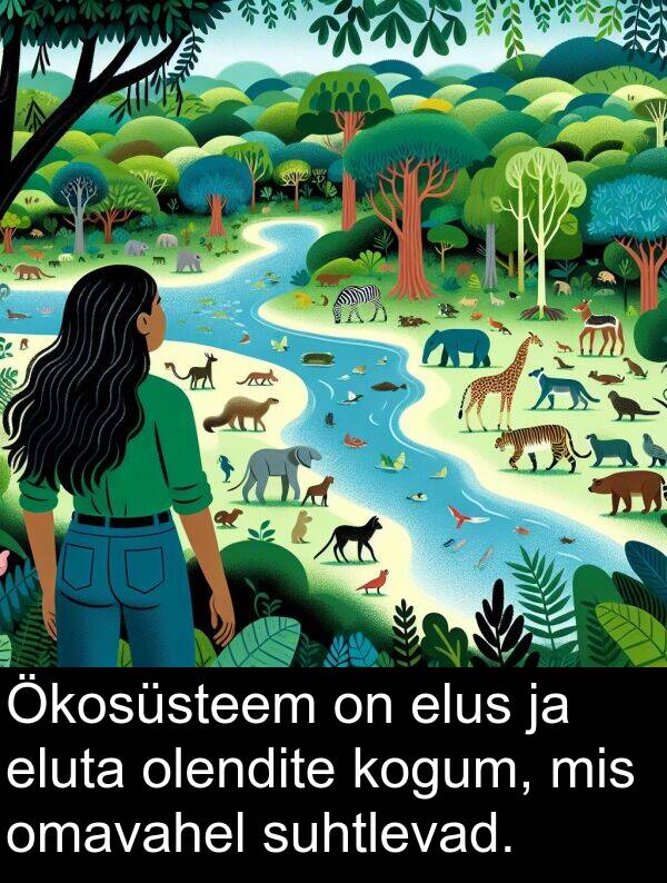 elus: Ökosüsteem on elus ja eluta olendite kogum, mis omavahel suhtlevad.