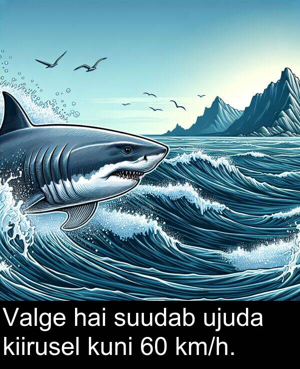 suudab: Valge hai suudab ujuda kiirusel kuni 60 km/h.