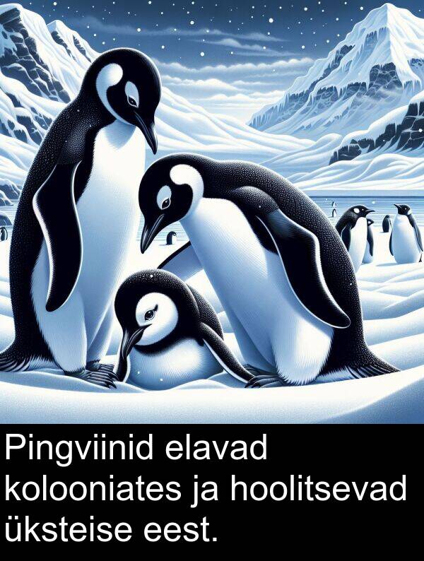 hoolitsevad: Pingviinid elavad kolooniates ja hoolitsevad üksteise eest.