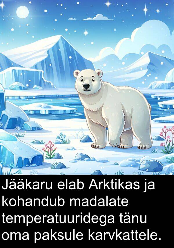 tänu: Jääkaru elab Arktikas ja kohandub madalate temperatuuridega tänu oma paksule karvkattele.