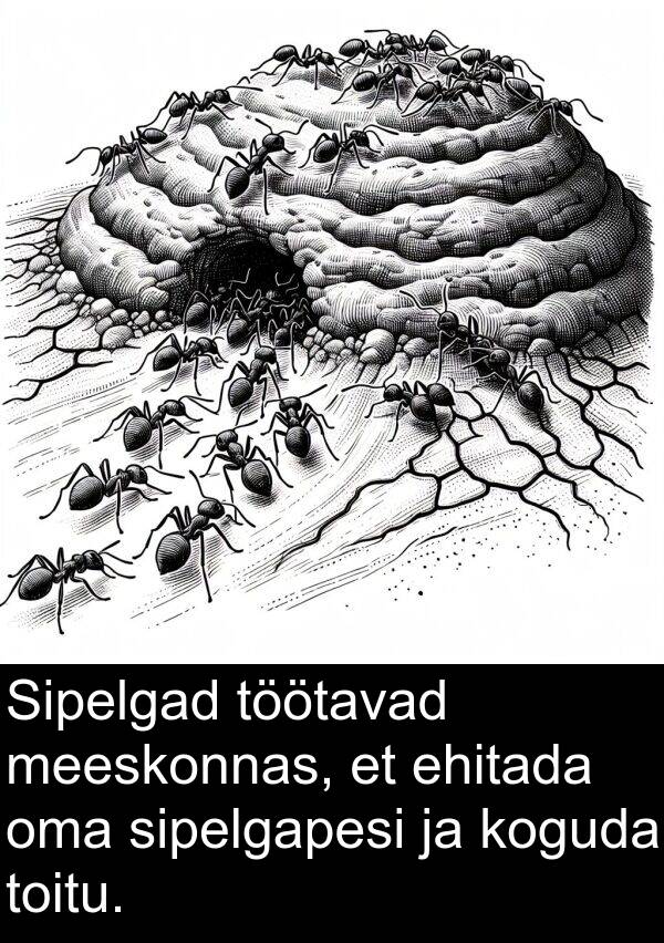 koguda: Sipelgad töötavad meeskonnas, et ehitada oma sipelgapesi ja koguda toitu.