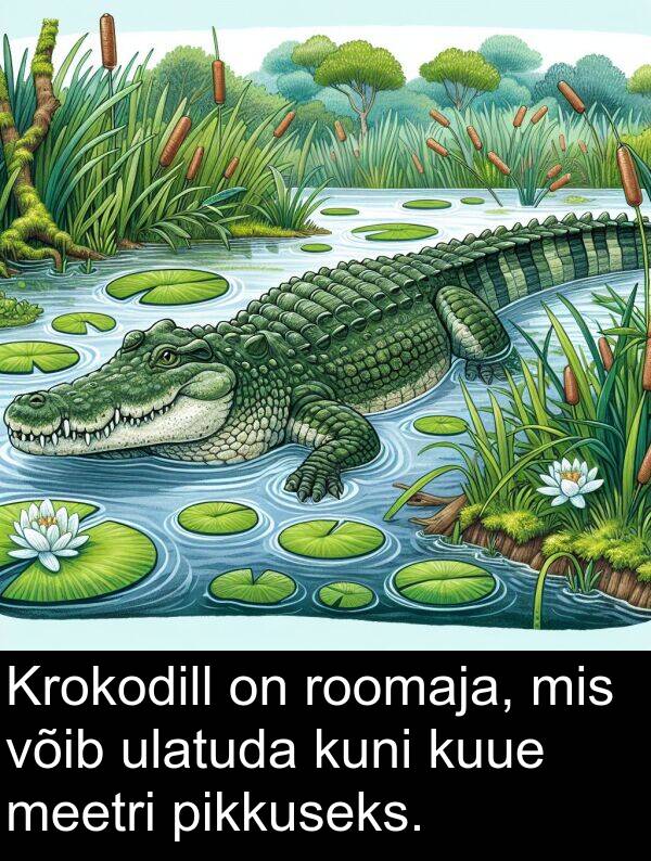 kuue: Krokodill on roomaja, mis võib ulatuda kuni kuue meetri pikkuseks.