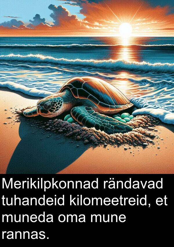 mune: Merikilpkonnad rändavad tuhandeid kilomeetreid, et muneda oma mune rannas.
