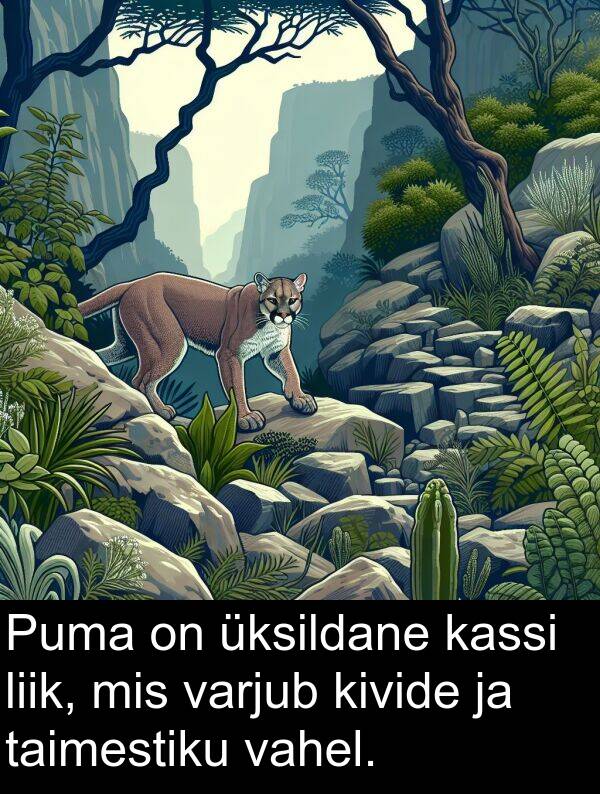 kivide: Puma on üksildane kassi liik, mis varjub kivide ja taimestiku vahel.