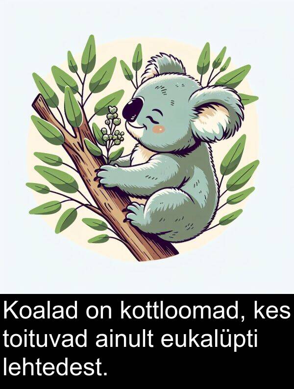 kottloomad: Koalad on kottloomad, kes toituvad ainult eukalüpti lehtedest.