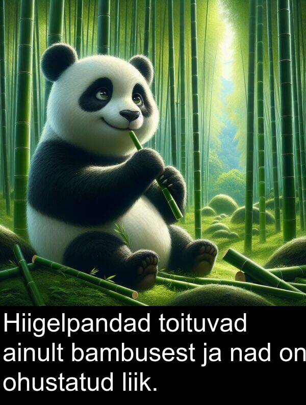 toituvad: Hiigelpandad toituvad ainult bambusest ja nad on ohustatud liik.