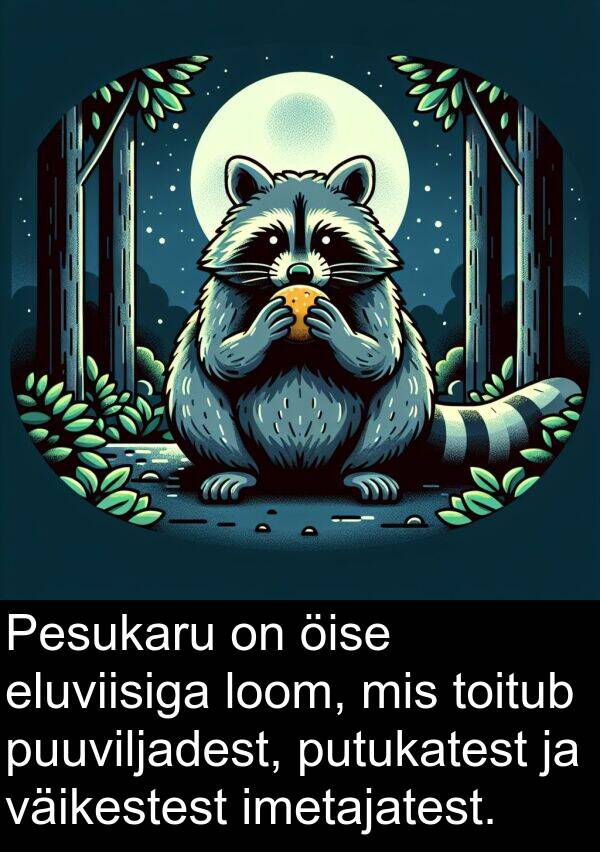 putukatest: Pesukaru on öise eluviisiga loom, mis toitub puuviljadest, putukatest ja väikestest imetajatest.