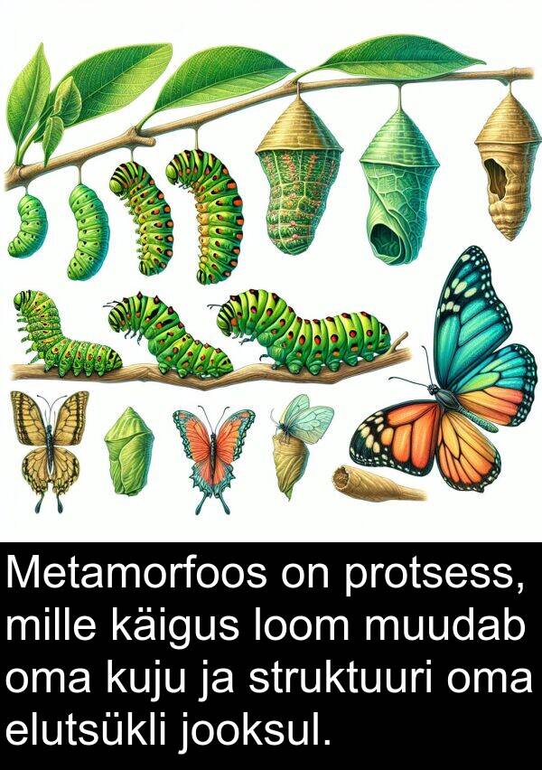 struktuuri: Metamorfoos on protsess, mille käigus loom muudab oma kuju ja struktuuri oma elutsükli jooksul.