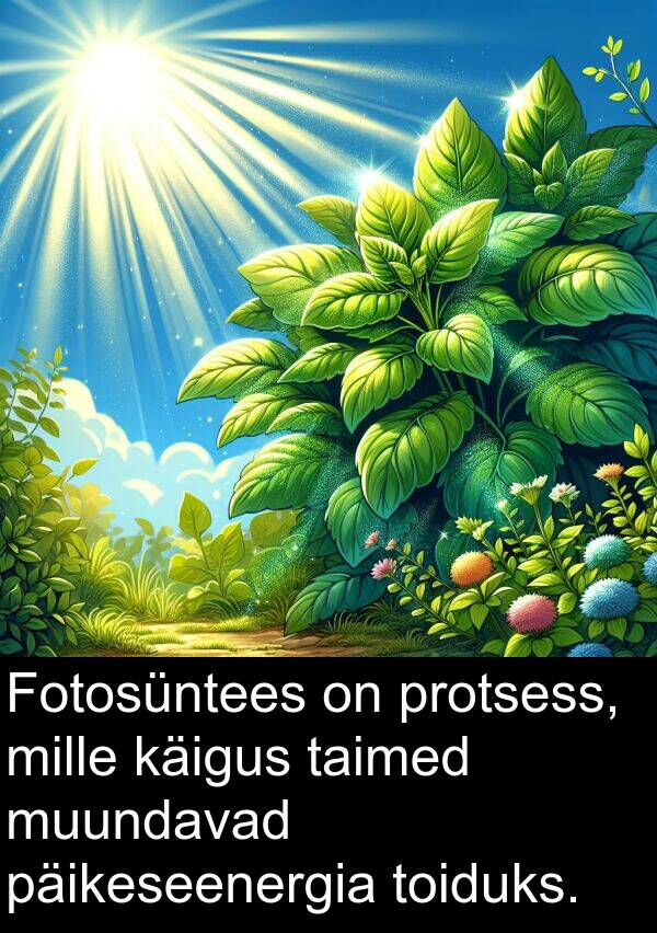 käigus: Fotosüntees on protsess, mille käigus taimed muundavad päikeseenergia toiduks.
