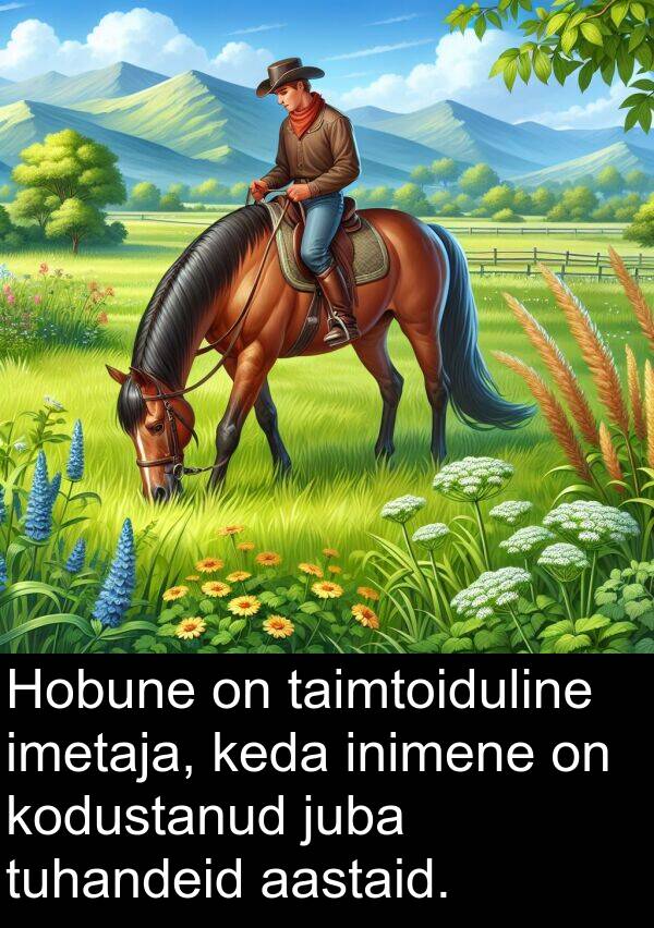 tuhandeid: Hobune on taimtoiduline imetaja, keda inimene on kodustanud juba tuhandeid aastaid.