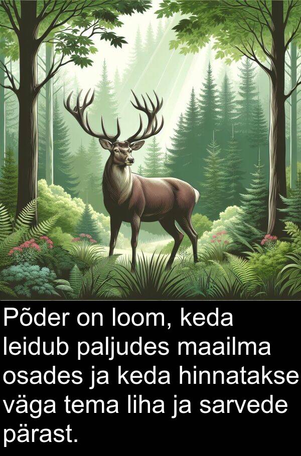 osades: Põder on loom, keda leidub paljudes maailma osades ja keda hinnatakse väga tema liha ja sarvede pärast.