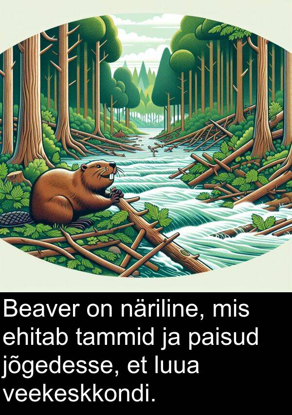 veekeskkondi: Beaver on näriline, mis ehitab tammid ja paisud jõgedesse, et luua veekeskkondi.