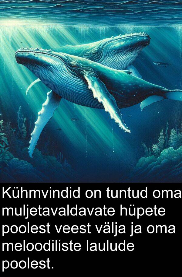 hüpete: Kühmvindid on tuntud oma muljetavaldavate hüpete poolest veest välja ja oma meloodiliste laulude poolest.
