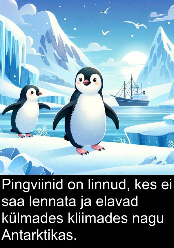 külmades: Pingviinid on linnud, kes ei saa lennata ja elavad külmades kliimades nagu Antarktikas.