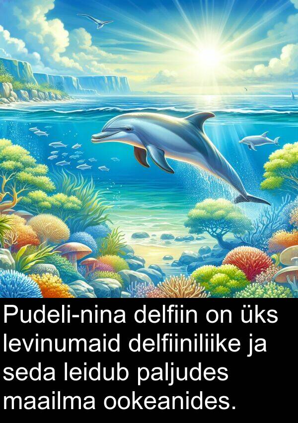 delfiiniliike: Pudeli-nina delfiin on üks levinumaid delfiiniliike ja seda leidub paljudes maailma ookeanides.