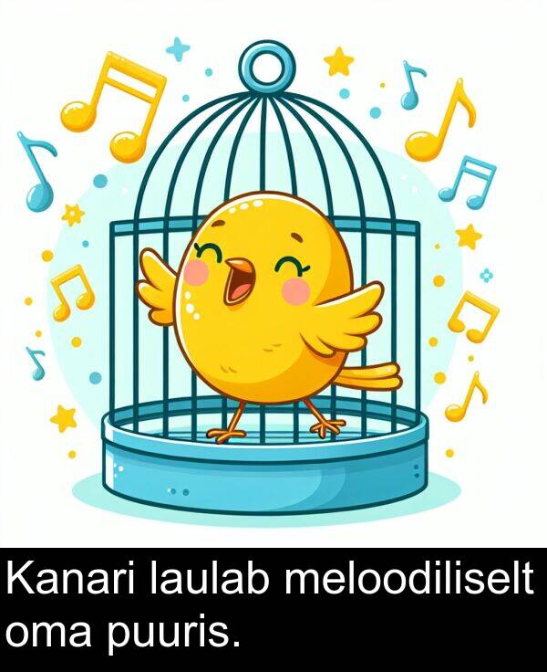 puuris: Kanari laulab meloodiliselt oma puuris.
