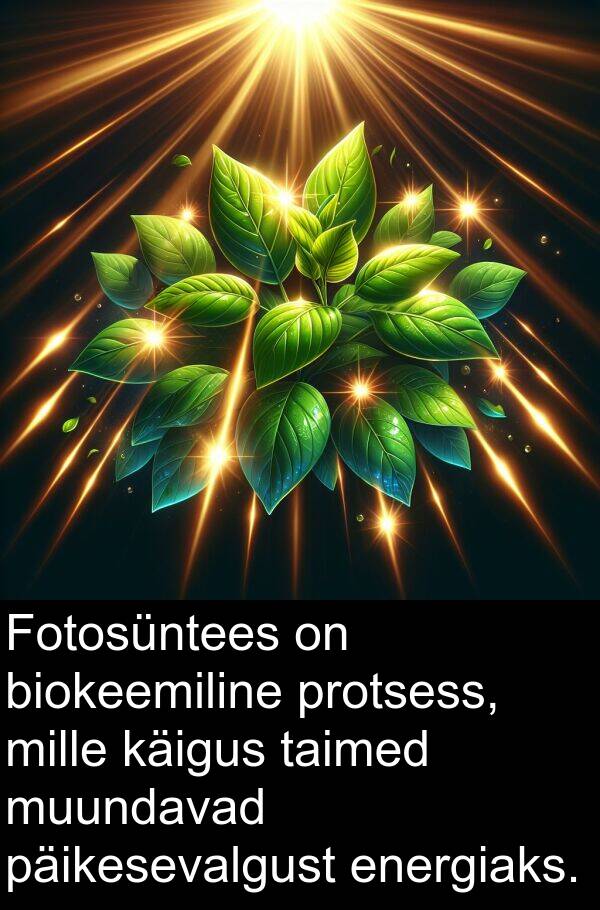 käigus: Fotosüntees on biokeemiline protsess, mille käigus taimed muundavad päikesevalgust energiaks.