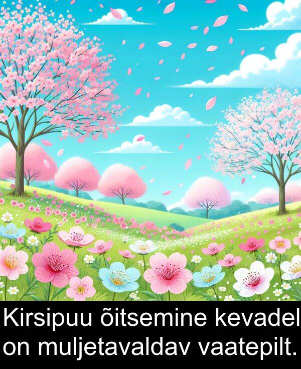 muljetavaldav: Kirsipuu õitsemine kevadel on muljetavaldav vaatepilt.