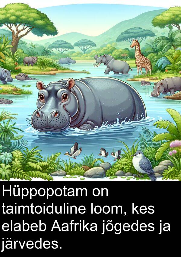 järvedes: Hüppopotam on taimtoiduline loom, kes elabeb Aafrika jõgedes ja järvedes.