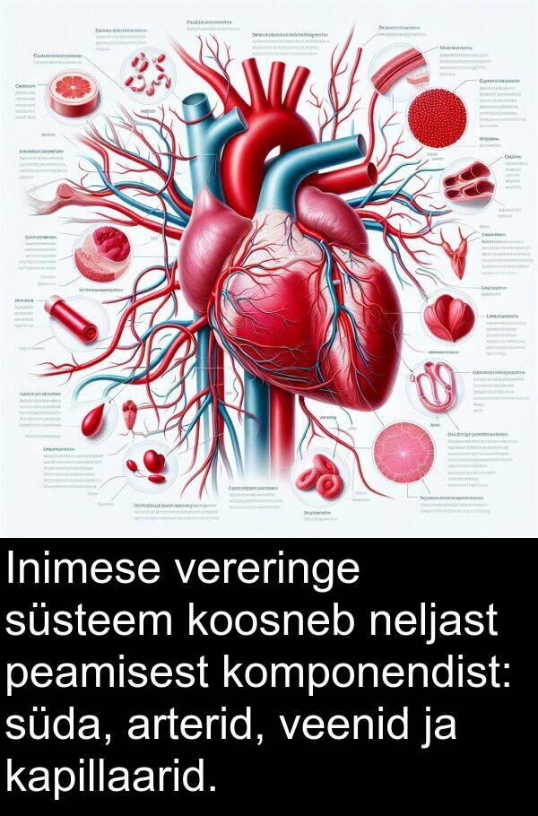 süda: Inimese vereringe süsteem koosneb neljast peamisest komponendist: süda, arterid, veenid ja kapillaarid.