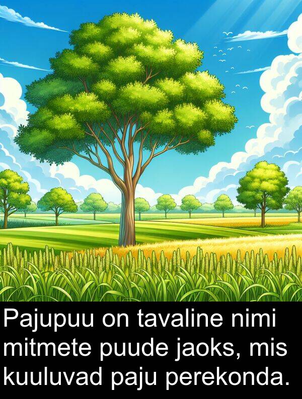 paju: Pajupuu on tavaline nimi mitmete puude jaoks, mis kuuluvad paju perekonda.
