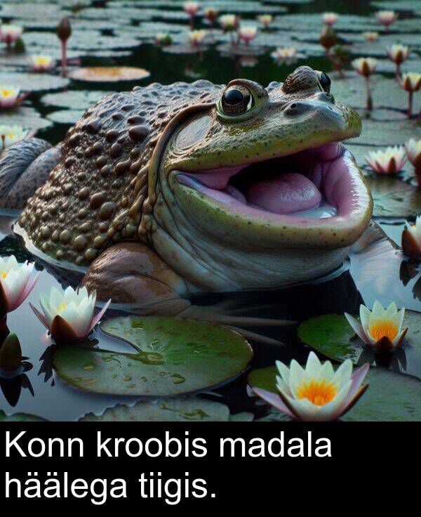 kroobis: Konn kroobis madala häälega tiigis.