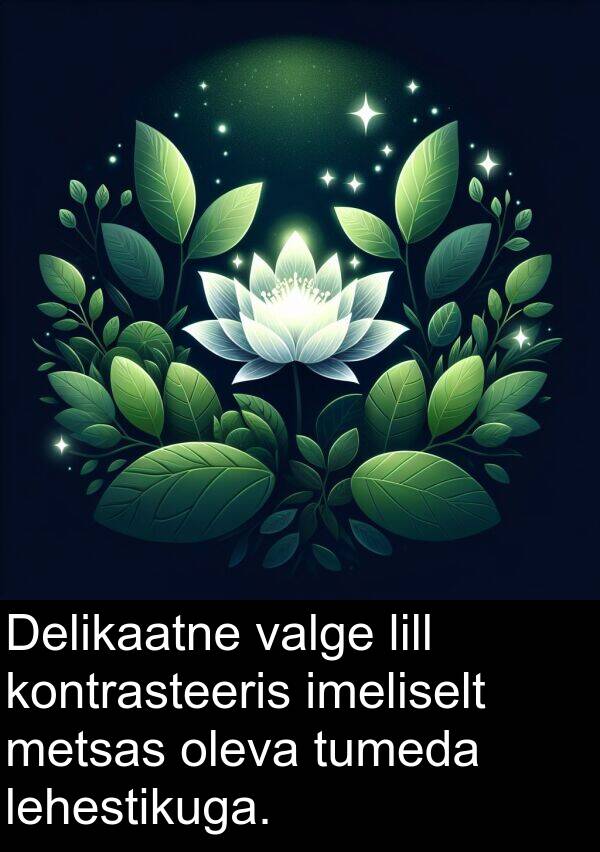 tumeda: Delikaatne valge lill kontrasteeris imeliselt metsas oleva tumeda lehestikuga.