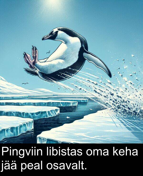 osavalt: Pingviin libistas oma keha jää peal osavalt.