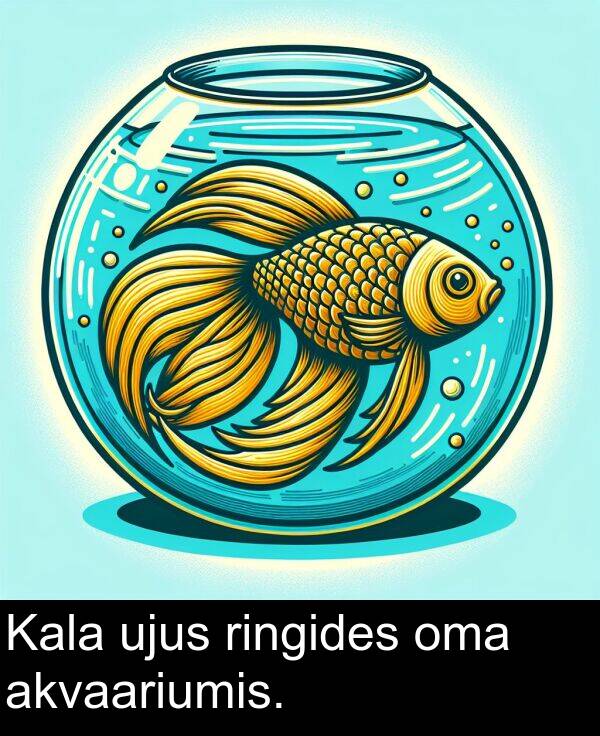 ringides: Kala ujus ringides oma akvaariumis.